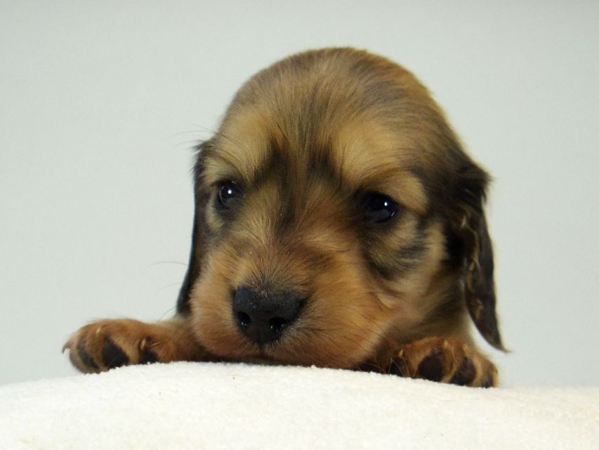 ミニチュアダックス シャーディー & オスカルの赤ちゃん シェーデットクリーム 男の子115 ミニチュアダックス シャーディー & オスカルの赤ちゃん シェーデットクリーム 男の子