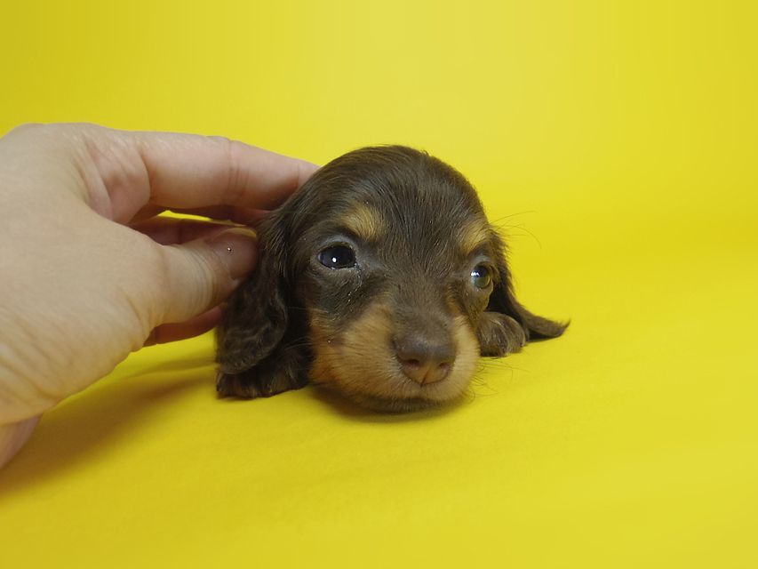 ダックスフンド ピノ & アレックスの赤ちゃん チョコタン 女の子②115 ダックスフンド ピノ & アレックスの赤ちゃん チョコタン 女の子②