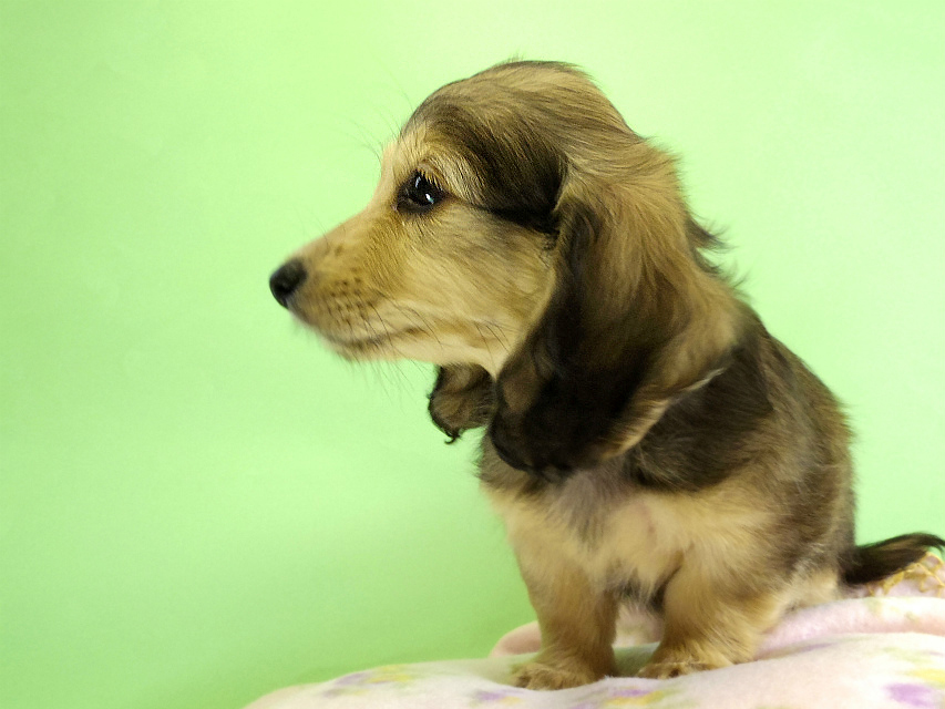 カニンヘンダックス 子犬 クリーム女の子 カニンヘンダックス 子犬 クリーム女の子