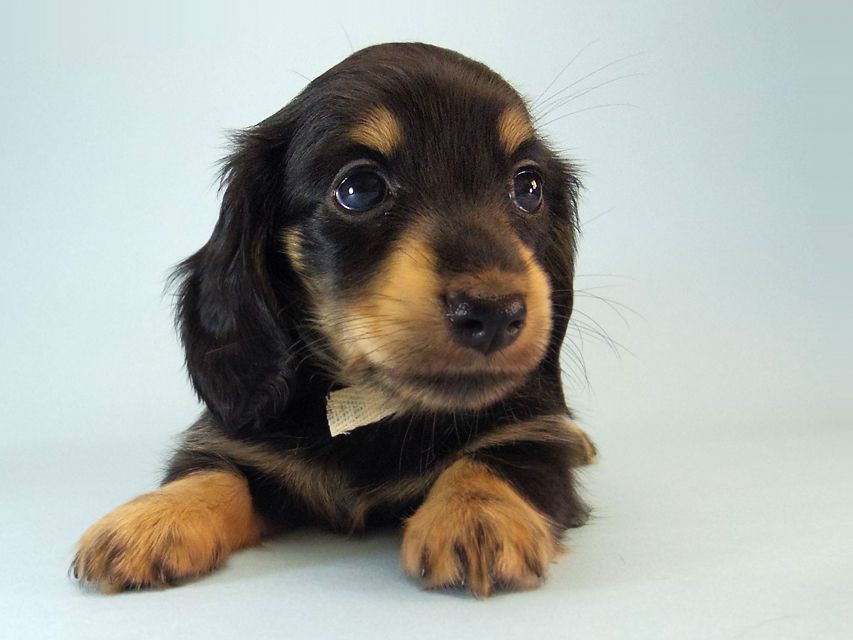 カニンヘン ダックスフンド ハナビ & オスカルの赤ちゃん 7/17生まれ ブラッククリーム 女の子116 カニンヘン ダックスフンド ハナビ & オスカルの赤ちゃん 7/17生まれ ブラッククリーム 女の子