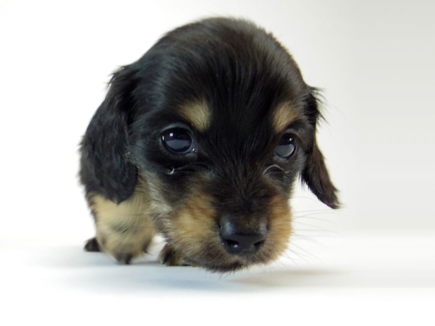 ダックスフンド チェルシー & AQUARIONの子犬 ブラッククリーム 男の子