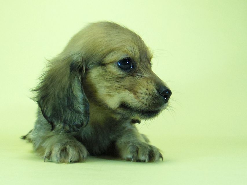 ダックスフンド?カニンヘン?SHELLY.miの子犬 シェーデットクリーム 男の子 ②
