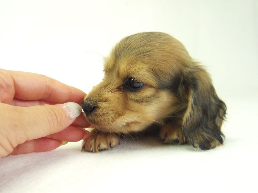 ダックスフンド カニンヘン なると & オスカルの子犬 シェーデットクリーム 女の子