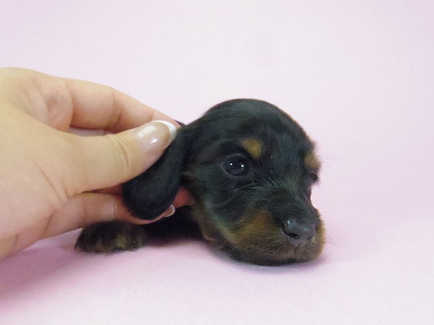 ダックスフンド ルヒィ & ジムダンディの子犬 ブラタン 女の子② お写真初登場