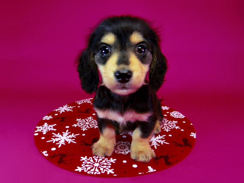 ダックスフンド SHELLY.mi & オスカルの子犬 ブラッククリーム 女の子②116 ダックスフンド SHELLY.mi & オスカルの子犬 ブラッククリーム 女の子②