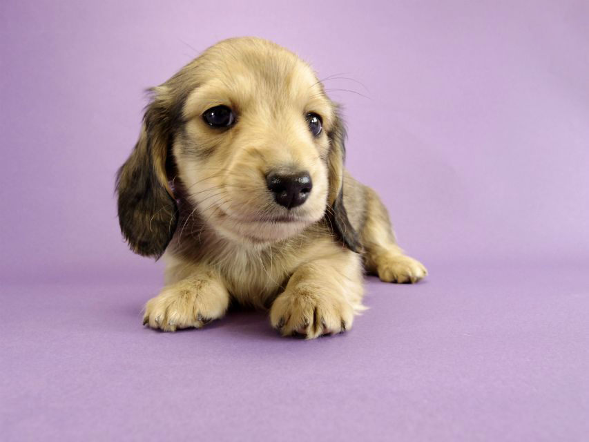カニンヘン ダックスフンド 子犬 シェーデットクリーム 男の子