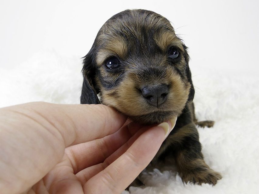 カニンヘン ダックスフンド 子犬 シェーデットレット 女の子