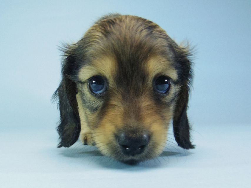 カニンヘン ダックスフンド ベルサスの子犬 シェーデットクリーム 女の子