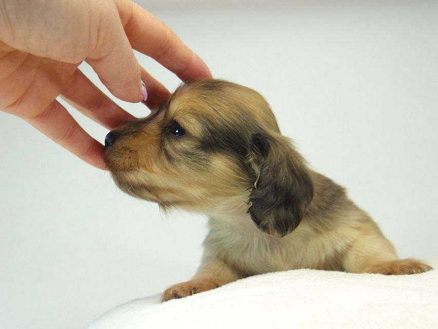 ミニチュアダックス シャーディー & オスカルの赤ちゃん シェーデットクリーム 男の子117 ミニチュアダックス シャーディー & オスカルの赤ちゃん シェーデットクリーム 男の子