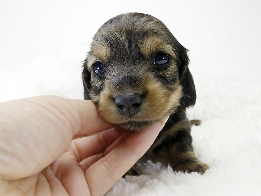 カニンヘン ダックスフンド 子犬 シェーデットレット 女の子