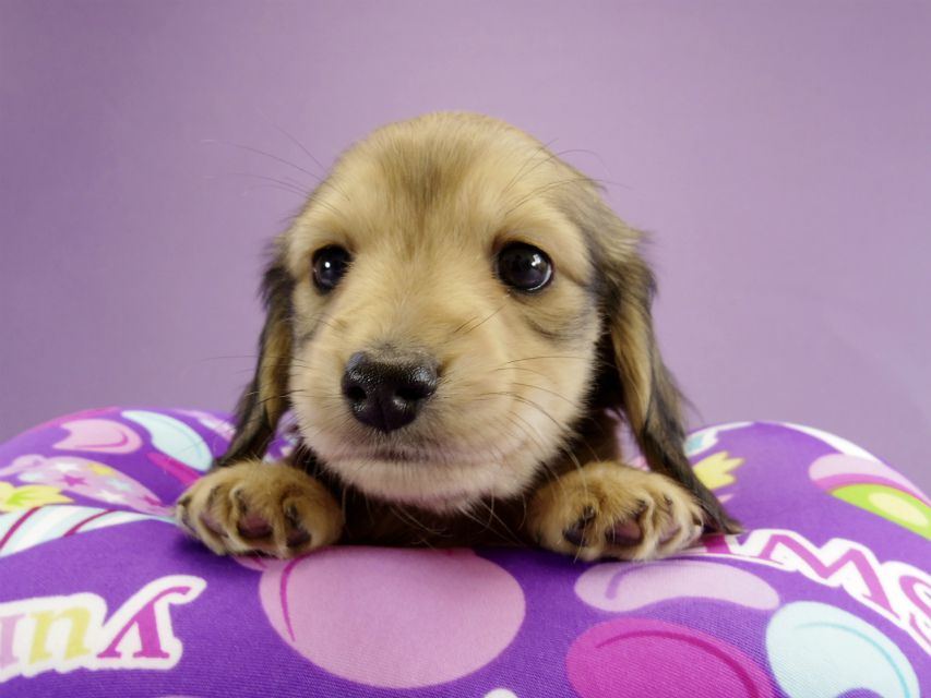 カニンヘン ダックスフンド 子犬 シェーデットクリーム 男の子