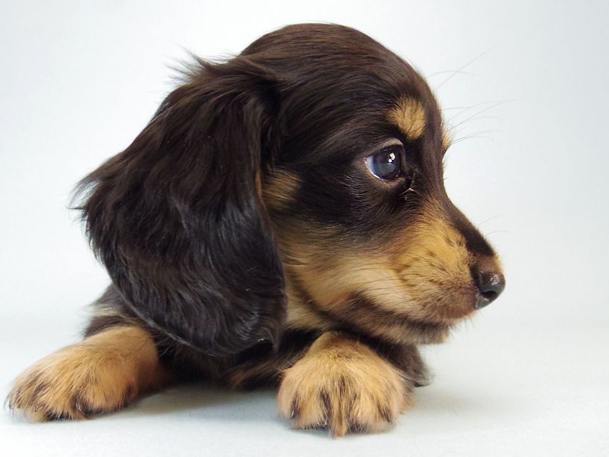 カニンヘン ダックスフンド ハナビ & オスカルの赤ちゃん 7/17生まれ ブラッククリーム 女の子118 カニンヘン ダックスフンド ハナビ & オスカルの赤ちゃん 7/17生まれ ブラッククリーム 女の子