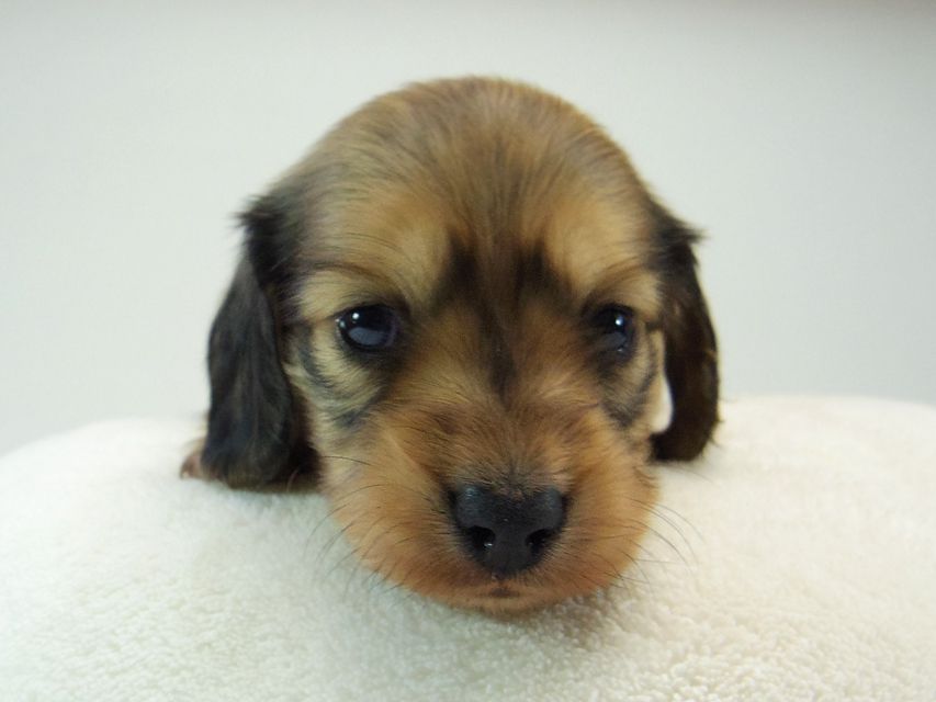 ミニチュアダックス シャーディー & オスカルの赤ちゃん シェーデットクリーム 男の子118 ミニチュアダックス シャーディー & オスカルの赤ちゃん シェーデットクリーム 男の子