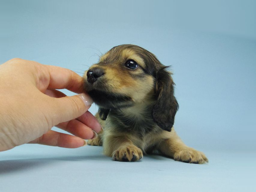 カニンヘン ダックスフンド ベルサスの子犬 シェーデットクリーム 女の子