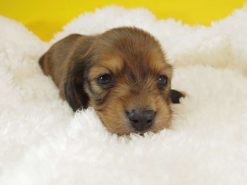 ダックスフンド ふたば & たけるの子犬 シェーデットレッド 女の子②119 ダックスフンド ふたば & たけるの子犬 シェーデットレッド 女の子②