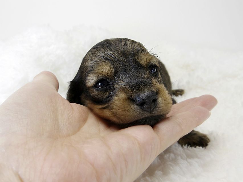カニンヘン ダックスフンド 子犬 シェーデットレット 女の子