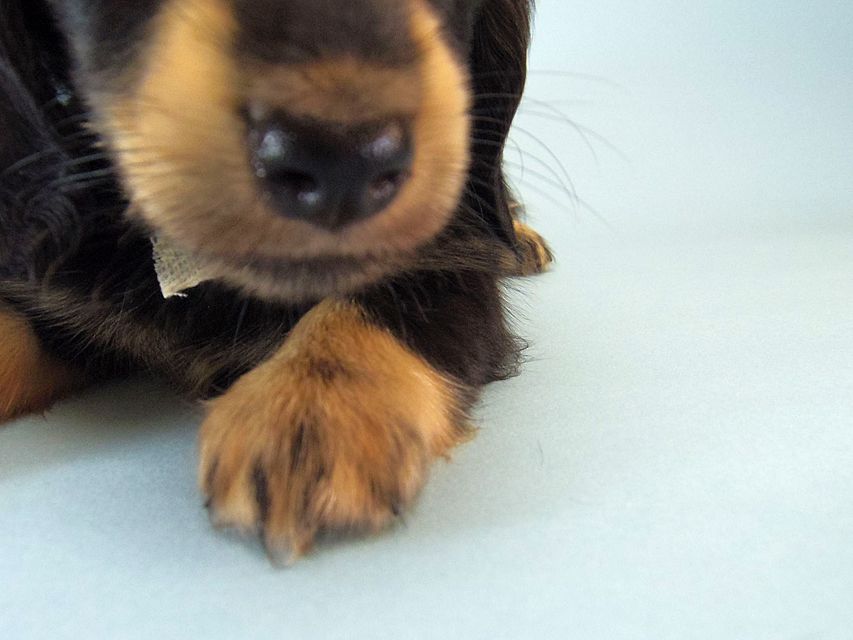 カニンヘン ダックスフンド ハナビ & オスカルの赤ちゃん 7/17生まれ ブラッククリーム 女の子120 カニンヘン ダックスフンド ハナビ & オスカルの赤ちゃん 7/17生まれ ブラッククリーム 女の子