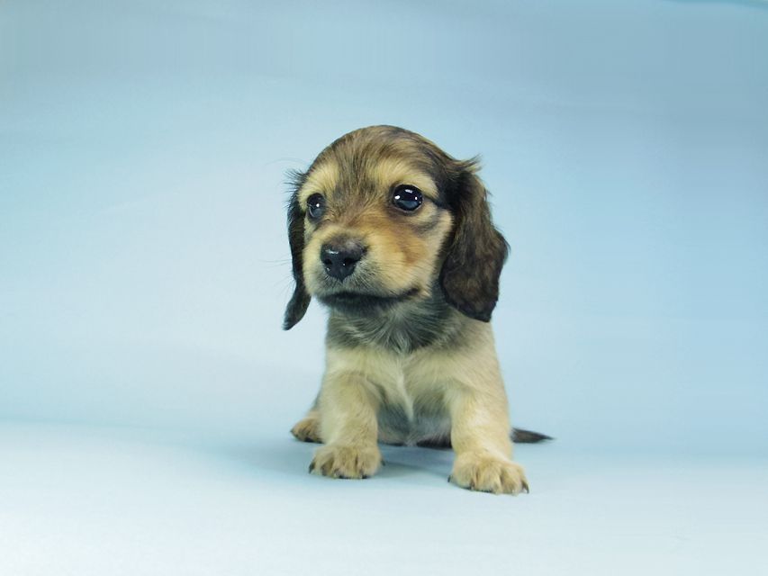 カニンヘン ダックスフンド ベルサスの子犬 シェーデットクリーム 女の子