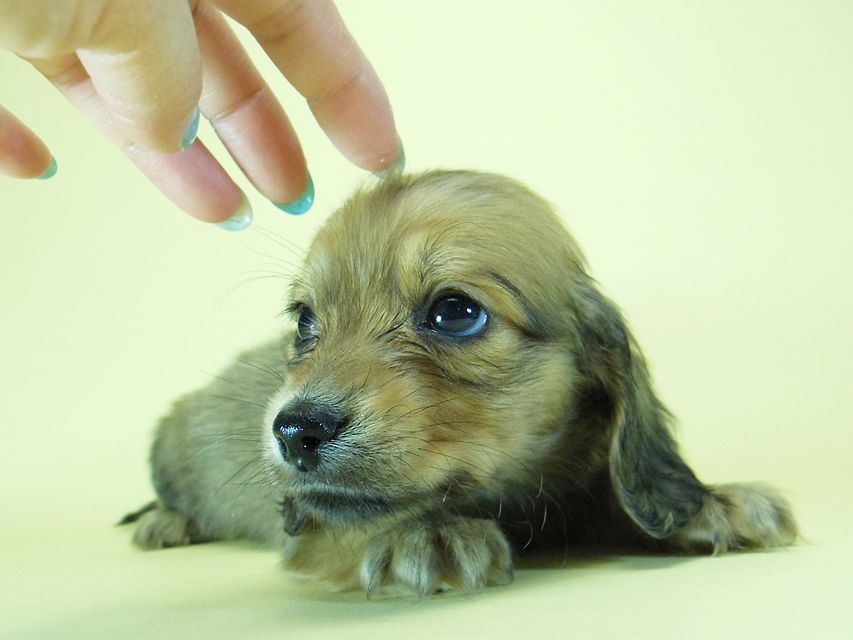 ダックスフンド?カニンヘン?SHELLY.miの子犬 シェーデットクリーム 男の子 ②