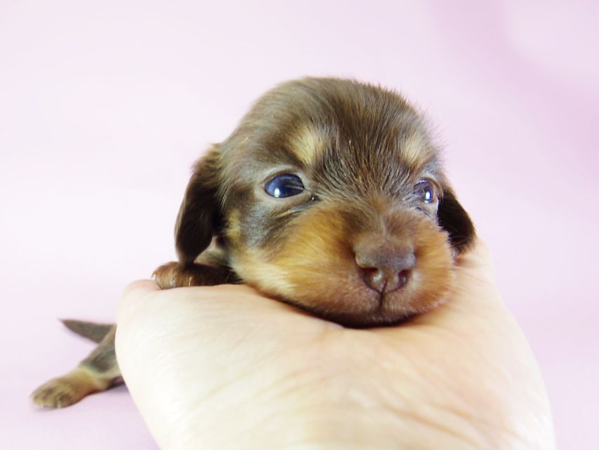 ダックスフンド アリス.mi & アサヒ チョコタン 女の子 お写真初登場