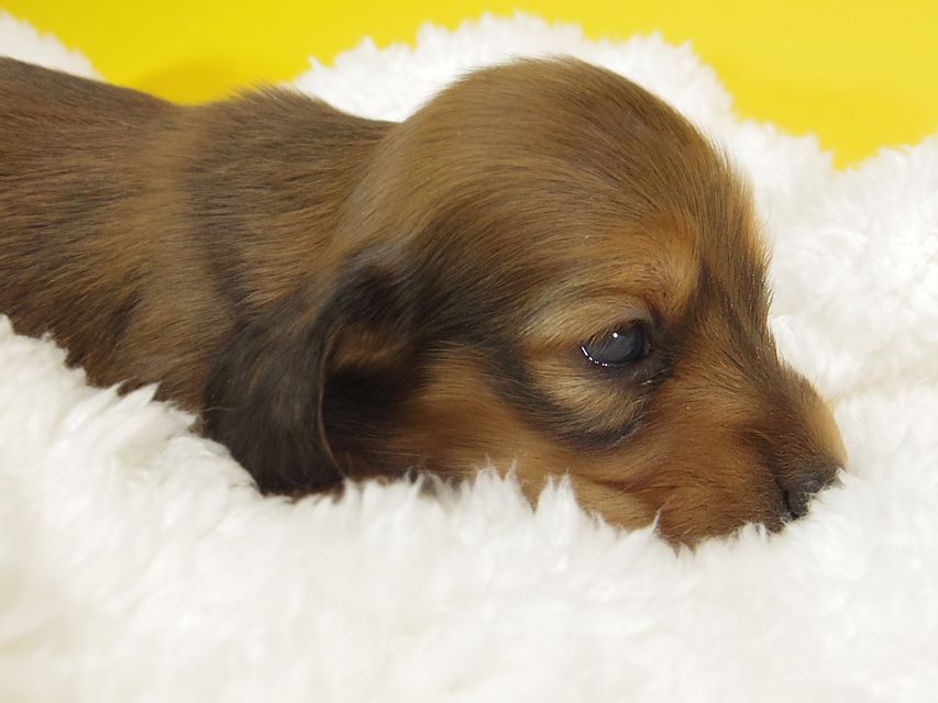 ダックスフンド ふたば & たけるの子犬 シェーデットレッド 女の子②120 ダックスフンド ふたば & たけるの子犬 シェーデットレッド 女の子②