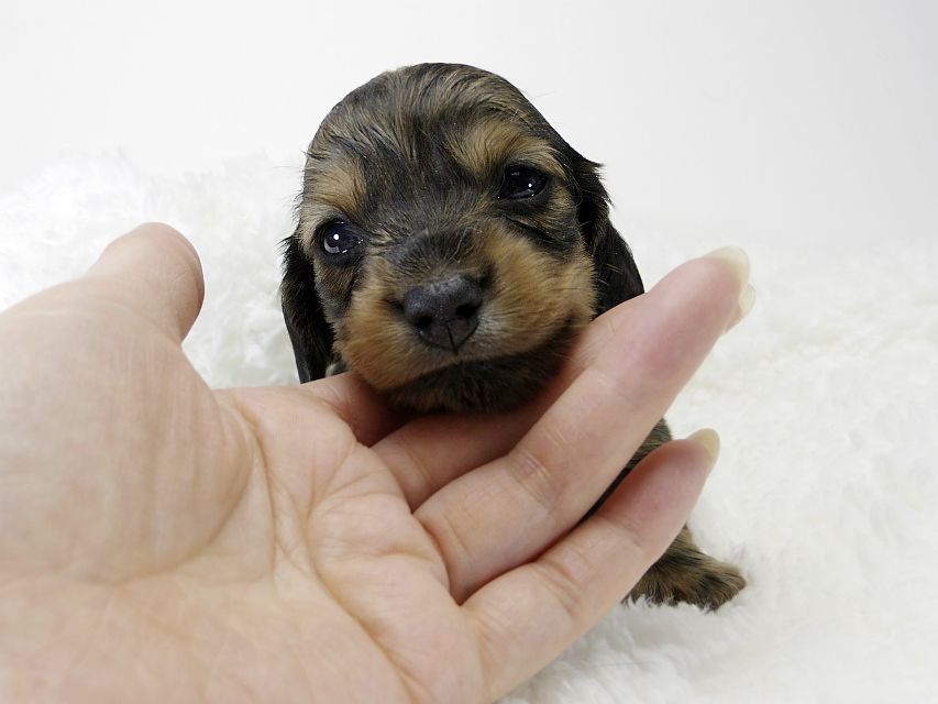 カニンヘン ダックスフンド 子犬 シェーデットレット 女の子