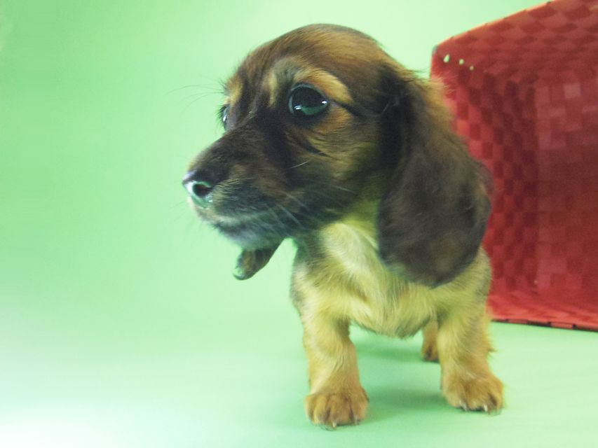 カニンヘン ダックスフンド アンジュ & ジムダンディの赤ちゃん