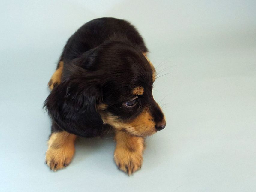 カニンヘン ダックスフンド ハナビ & オスカルの赤ちゃん 7/17生まれ ブラッククリーム 女の子121 カニンヘン ダックスフンド ハナビ & オスカルの赤ちゃん 7/17生まれ ブラッククリーム 女の子