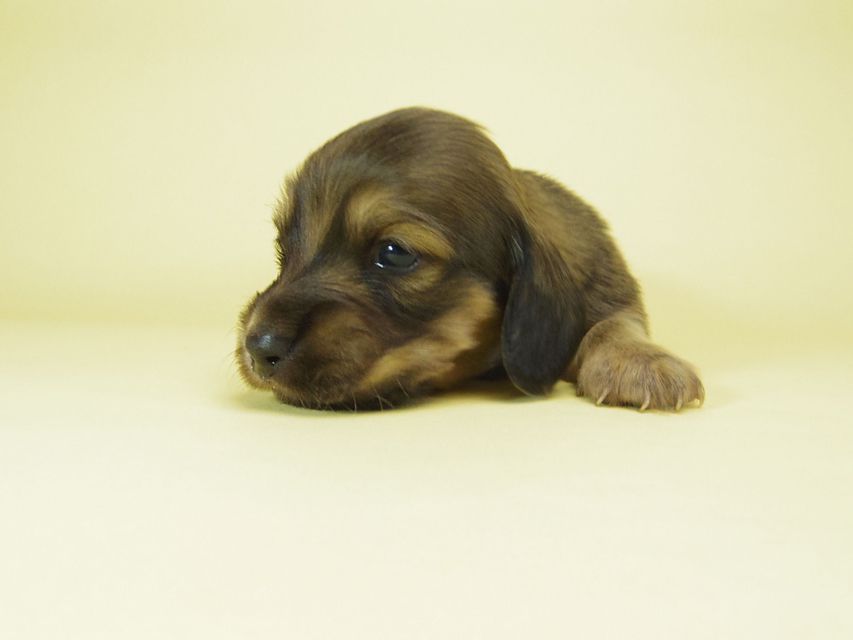 ダックスフンド ソルト & MONKEY D. LUFFYの子犬 シェーデットクリーム 男の子