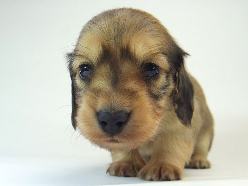 ミニチュアダックス シャーディー & オスカルの赤ちゃん シェーデットクリーム 男の子121 ミニチュアダックス シャーディー & オスカルの赤ちゃん シェーデットクリーム 男の子