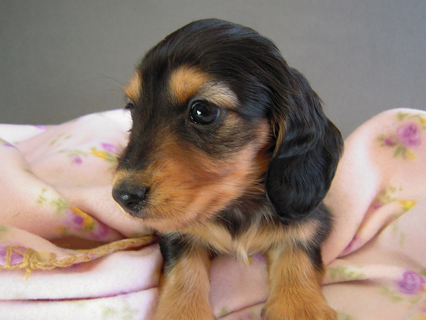 カニヘン 子犬 ブラタン女の子 カニヘン 子犬 ブラタン女の子