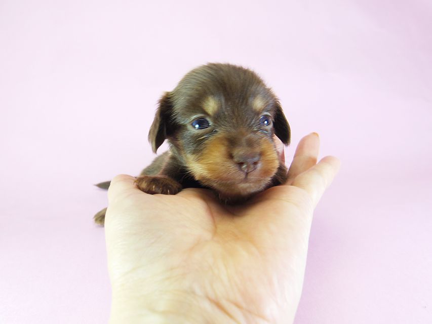 ダックスフンド アリス.mi & アサヒ チョコタン 女の子 お写真初登場