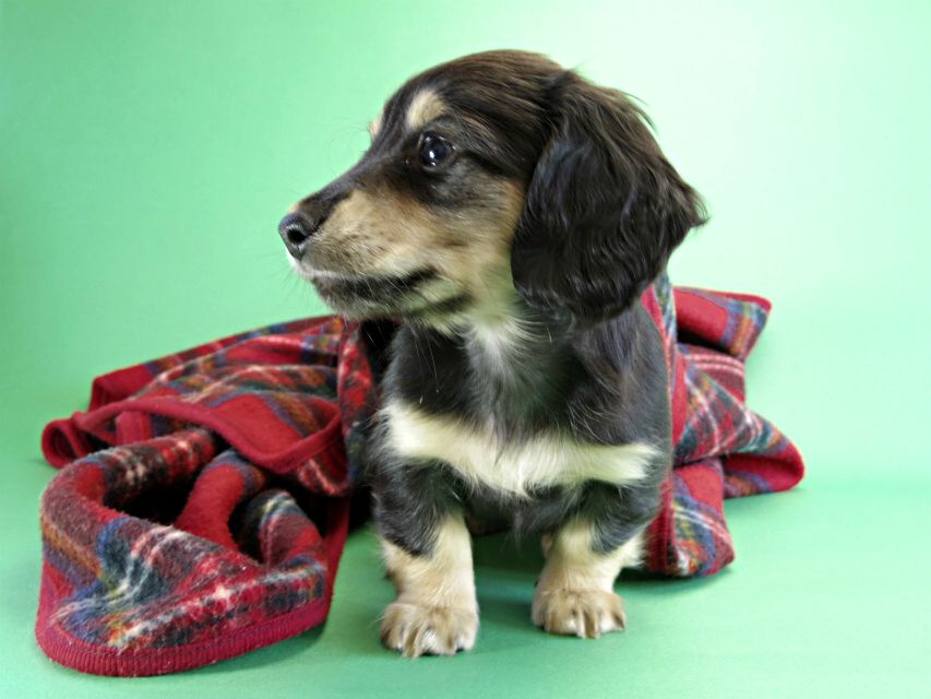 カニヘンダックス 仔犬 ブラック&クリーム男の子 カニヘンダックス 仔犬 ブラック&クリーム男の子