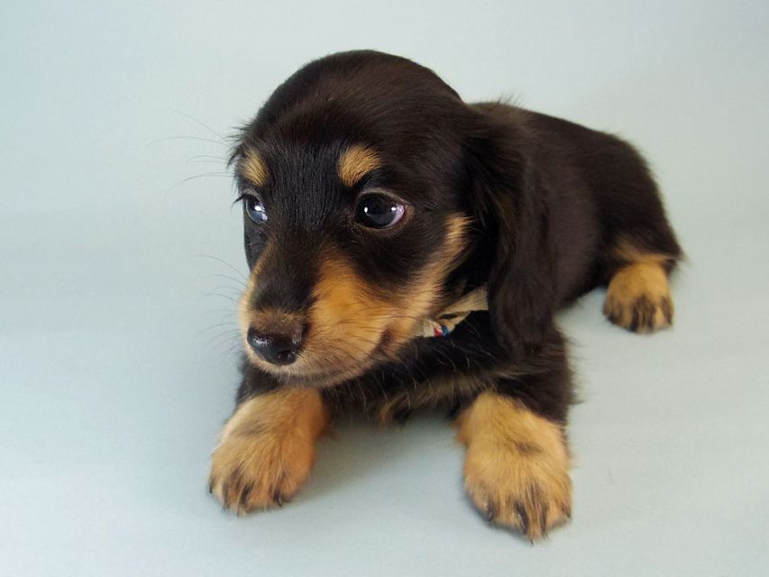 カニンヘン ダックスフンド ハナビ & オスカルの赤ちゃん 7/17生まれ ブラッククリーム 女の子122 カニンヘン ダックスフンド ハナビ & オスカルの赤ちゃん 7/17生まれ ブラッククリーム 女の子