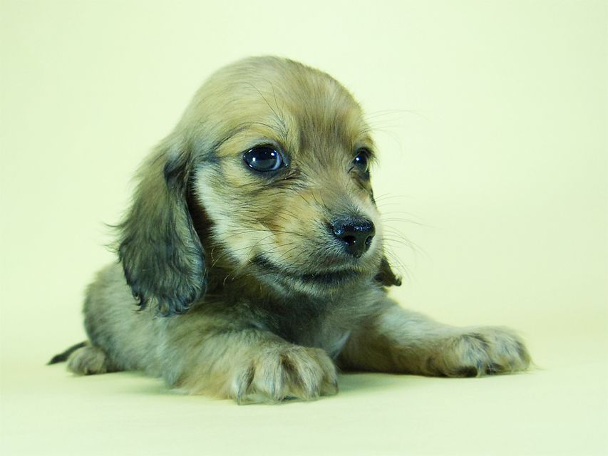 ダックスフンド?カニンヘン?SHELLY.miの子犬 シェーデットクリーム 男の子 ②