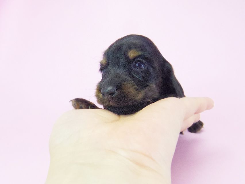 ダックスフンド ルヒィ & ジムダンディの子犬 ブラタン 女の子② お写真初登場