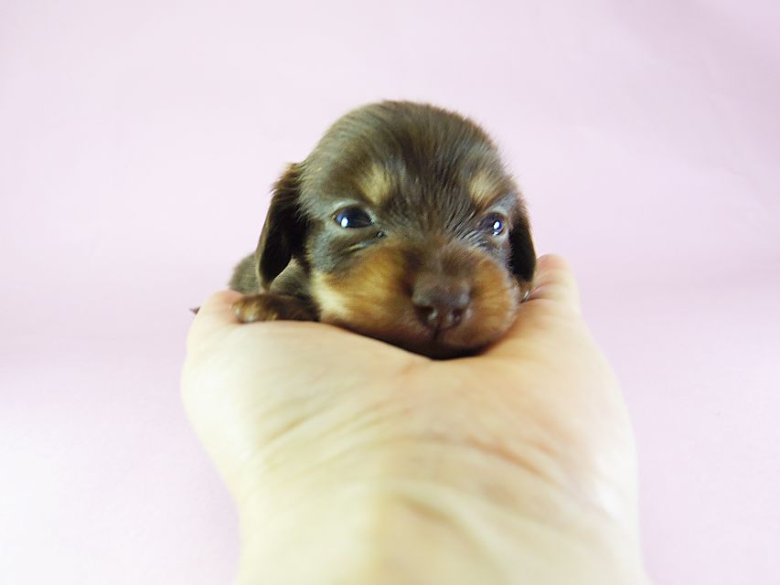 ダックスフンド アリス.mi & アサヒ チョコタン 女の子 お写真初登場