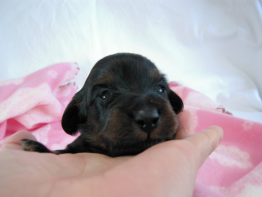 カニヘン 子犬 ブラタン女の子 カニヘン 子犬 ブラタン女の子