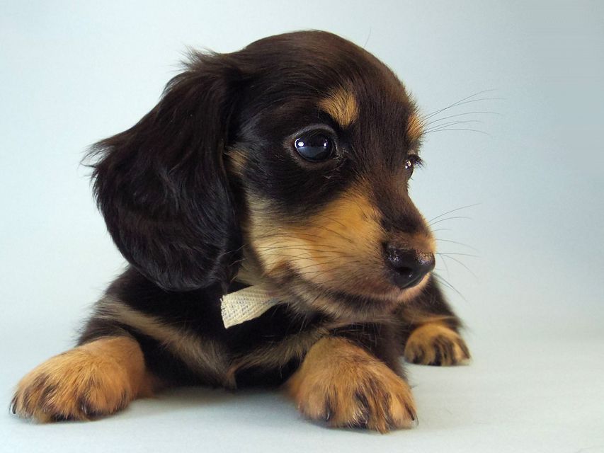 カニンヘン ダックスフンド ハナビ & オスカルの赤ちゃん 7/17生まれ ブラッククリーム 女の子123 カニンヘン ダックスフンド ハナビ & オスカルの赤ちゃん 7/17生まれ ブラッククリーム 女の子