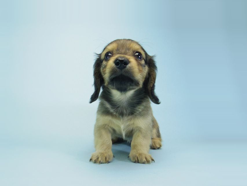 カニンヘン ダックスフンド ベルサスの子犬 シェーデットクリーム 女の子