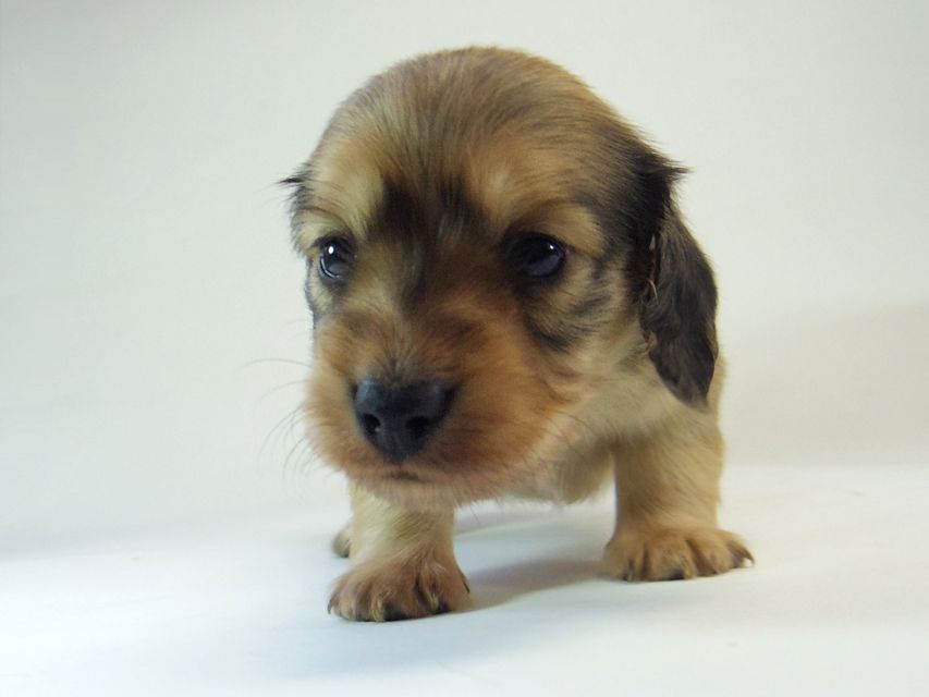 ミニチュアダックス シャーディー & オスカルの赤ちゃん シェーデットクリーム 男の子123 ミニチュアダックス シャーディー & オスカルの赤ちゃん シェーデットクリーム 男の子