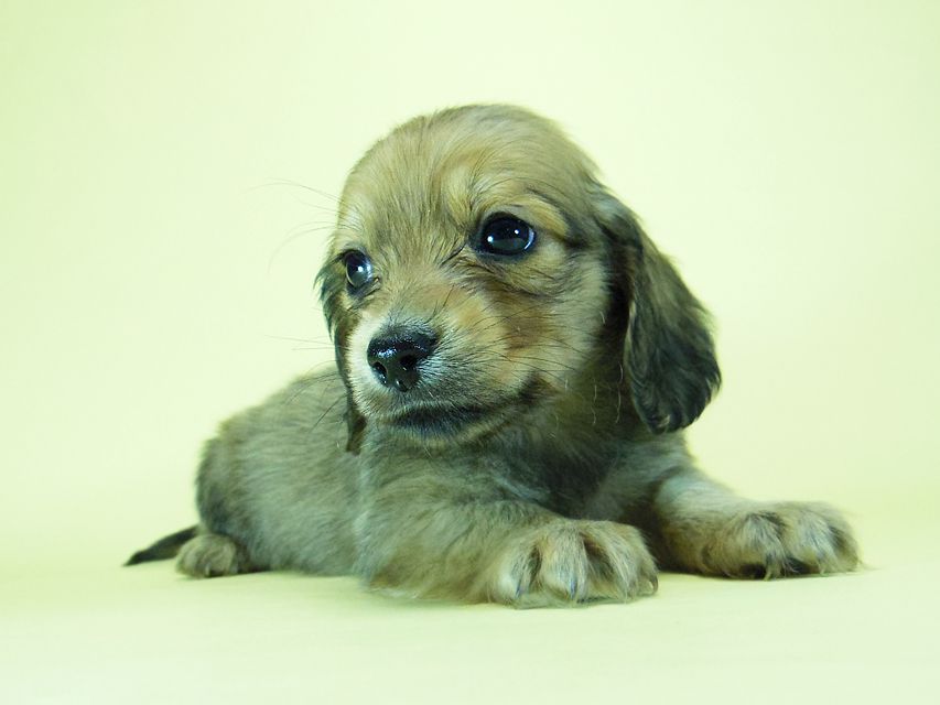 ダックスフンド?カニンヘン?SHELLY.miの子犬 シェーデットクリーム 男の子 ②