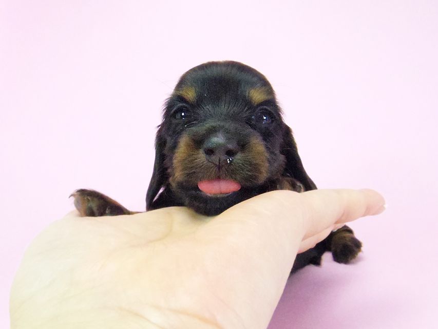 ダックスフンド ルヒィ & ジムダンディの子犬 ブラタン 女の子② お写真初登場