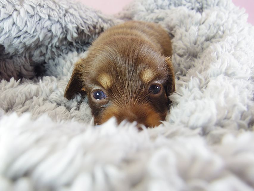 ダックスフンド アリス.mi & アサヒ チョコタン 女の子 お写真初登場