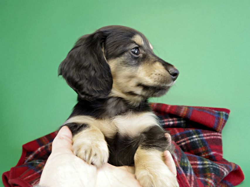 カニヘンダックス 仔犬 ブラック&クリーム男の子 カニヘンダックス 仔犬 ブラック&クリーム男の子