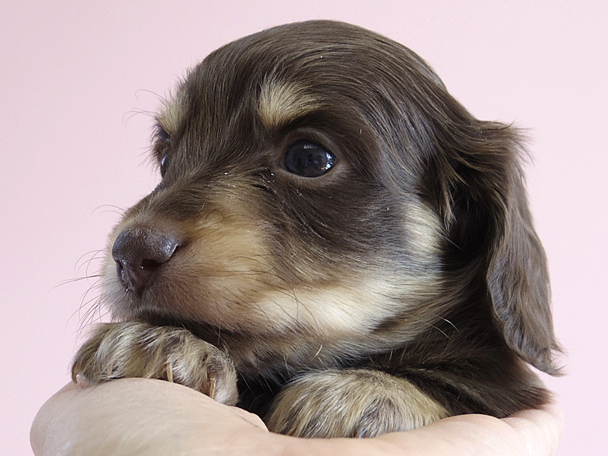 カニヘン　子犬　チョコクリ　女の子