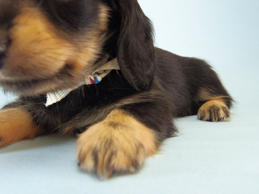 カニンヘン ダックスフンド ハナビ & オスカルの赤ちゃん 7/17生まれ ブラッククリーム 女の子124 カニンヘン ダックスフンド ハナビ & オスカルの赤ちゃん 7/17生まれ ブラッククリーム 女の子