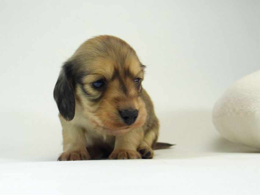 ミニチュアダックス シャーディー & オスカルの赤ちゃん シェーデットクリーム 男の子124 ミニチュアダックス シャーディー & オスカルの赤ちゃん シェーデットクリーム 男の子