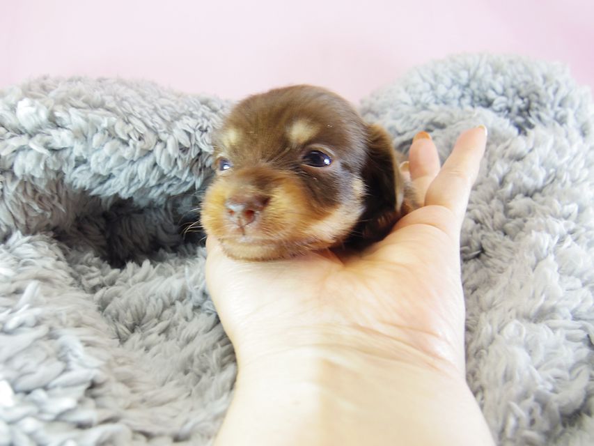 ダックスフンド アリス.mi & アサヒ チョコタン 女の子 お写真初登場