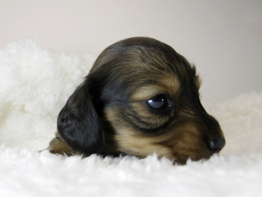カニンヘン ダックスフンド 子犬 シェーデットレット 女の子